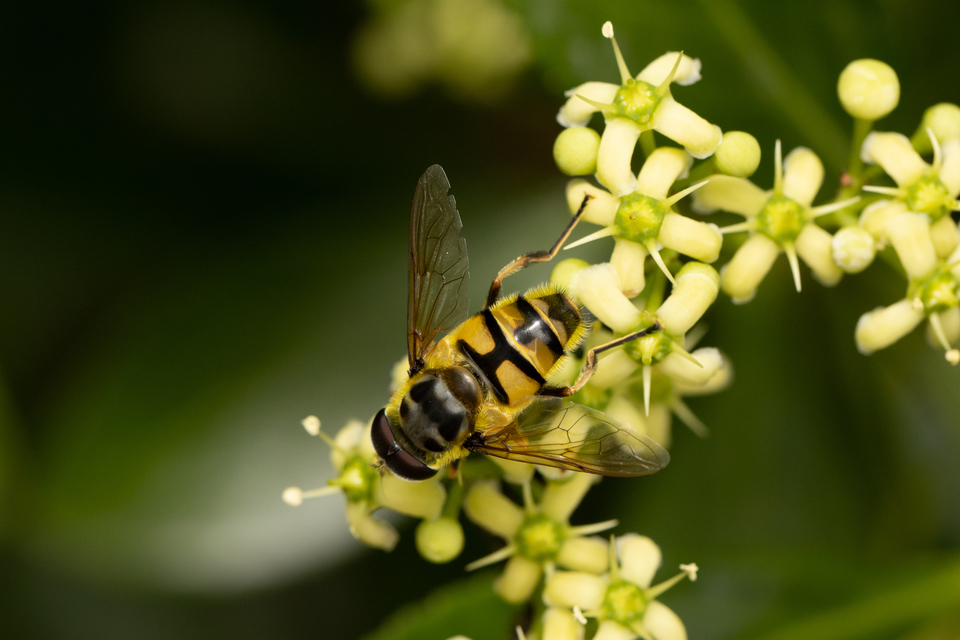 Myathropa florea - halálfejes odúlégy