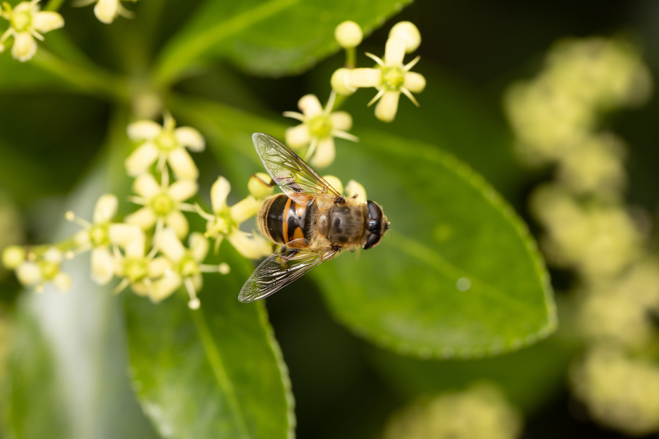 Eristalis tenax - közönséges herelégy
