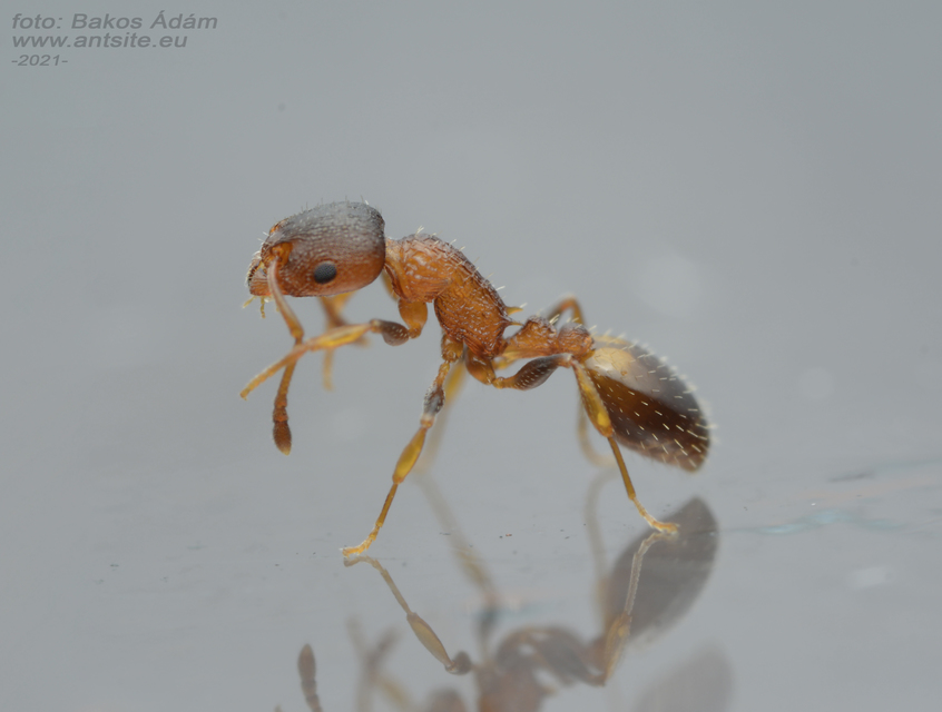 Temnothorax affinis - erdei kéreghangya