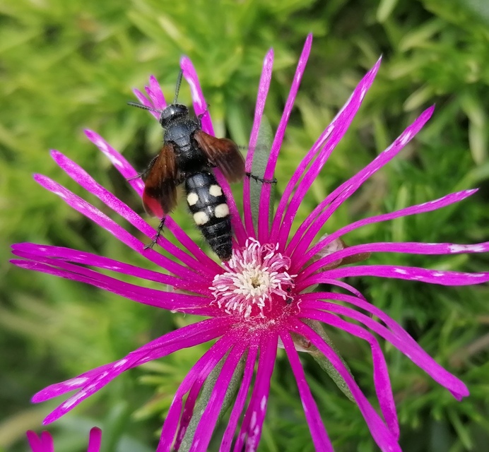 Scolia sexmaculata - négyfoltos tőrösdarázs