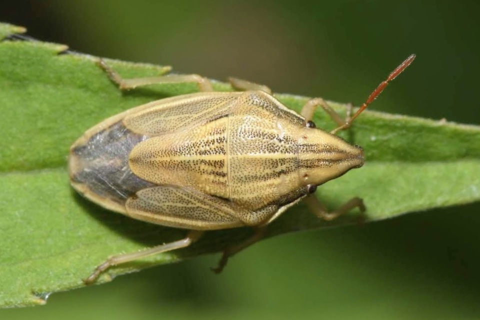 Aelia acuminata - közönséges szipolypoloska Aelia acuminata - közönséges szipolypoloska