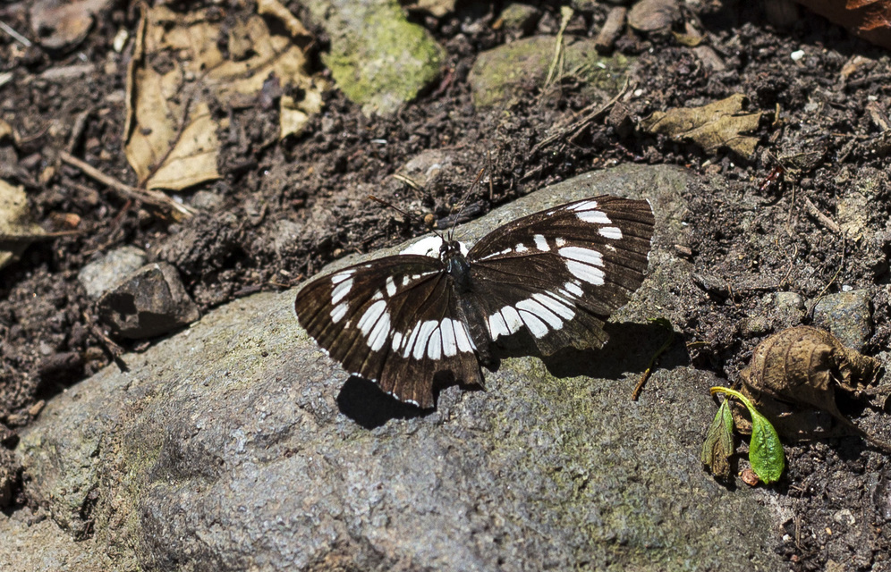 Neptis rivularis - nagy fehérsávoslepke