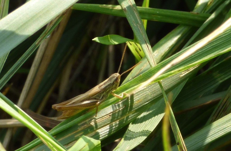 Euchorthippus declivus - rövidszárnyú rétisáska