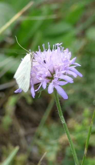 Sitochroa palealis - kénszárnyú dudvamoly