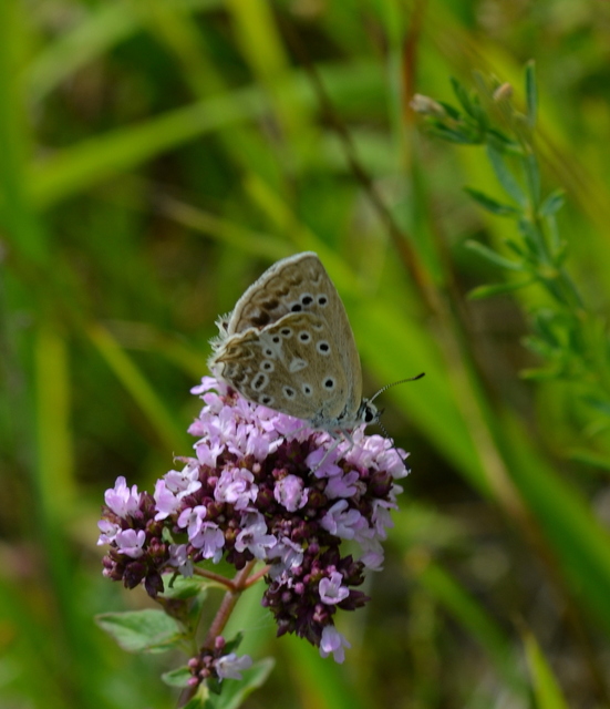 Polyommatus daphnis - csipkés boglárka