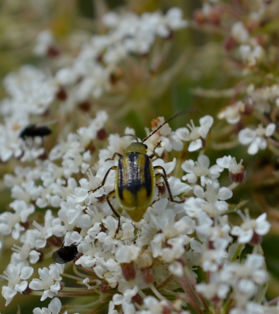 Diabrotica virgifera - amerikai kukoricabogár