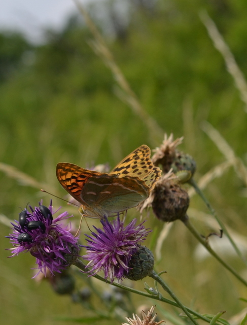 Argynnis pandora - zöldes gyöngyházlepke