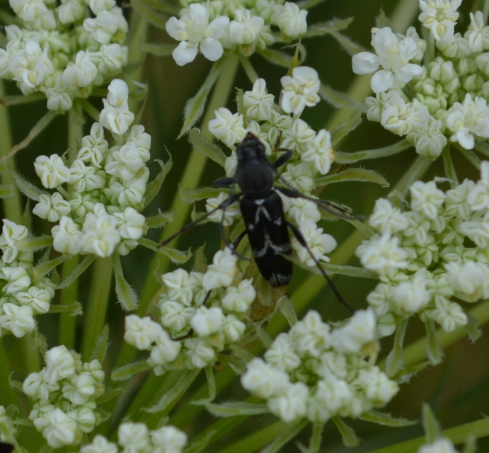 Chlorophorus sartor - feketevállú darázscincér
