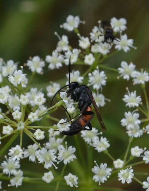 Anoplius viaticus - közönséges útonállódarázs