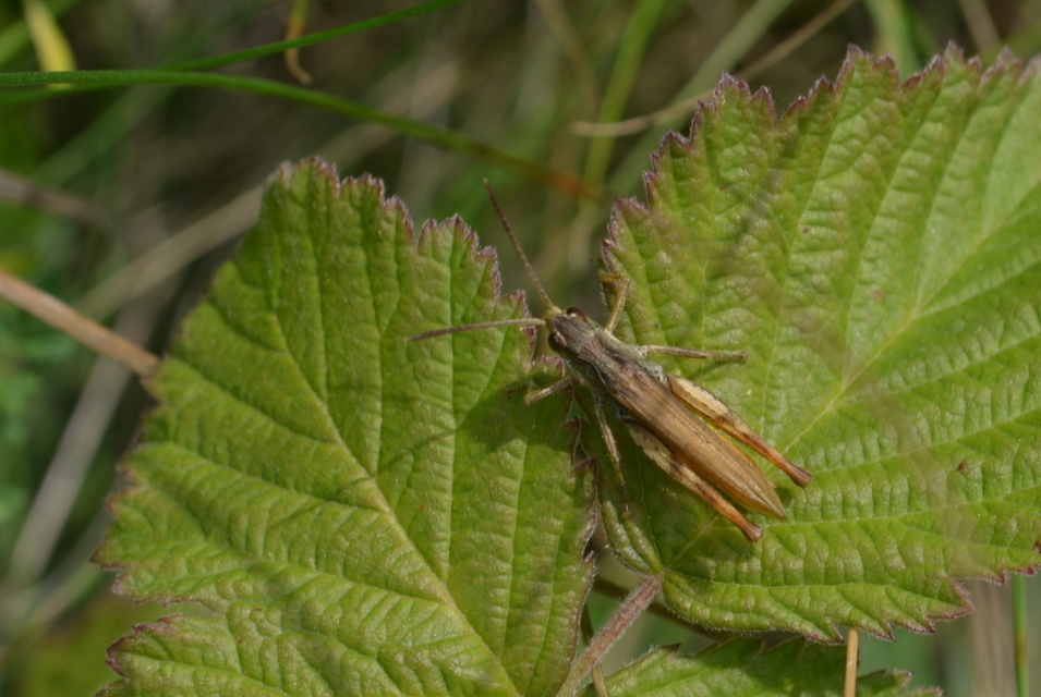 Chorthippus apricarius - szélesszárnyú tarlósáska