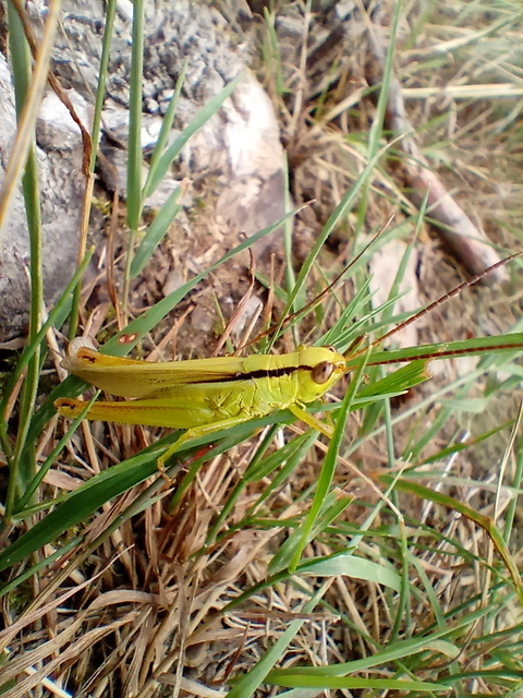 Mecostethus parapleurus - hagymazöld sáska