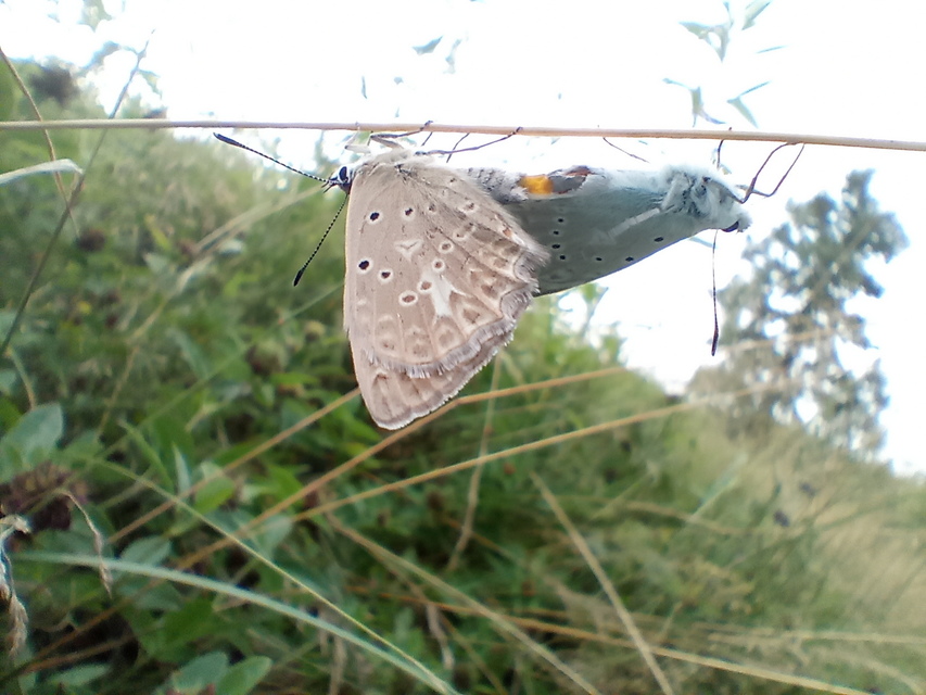 Polyommatus daphnis - csipkés boglárka