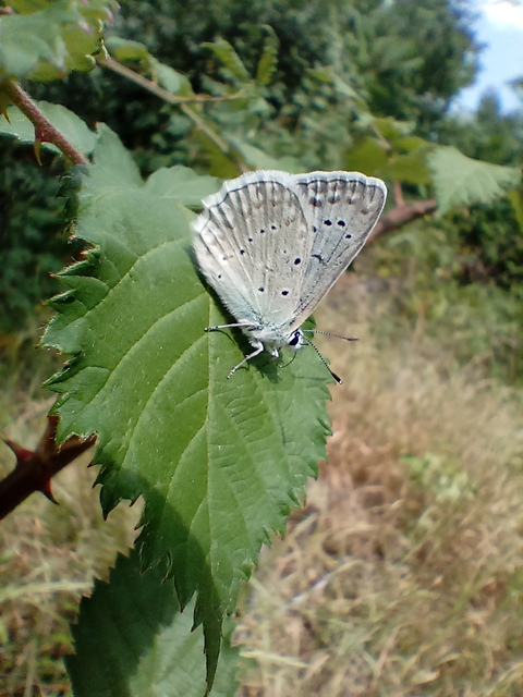 Polyommatus daphnis - csipkés boglárka
