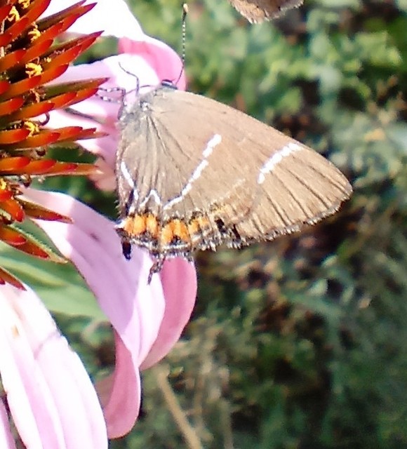 Satyrium w-album - szilfa-csücsköslepke