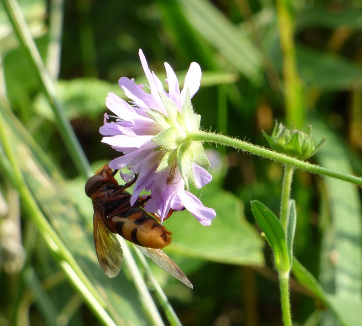 Volucella zonaria - kétöves pihelégy