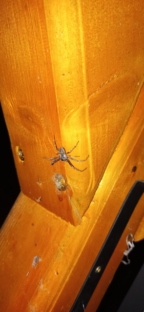 Nuctenea umbratica - közönséges rés-keresztespók