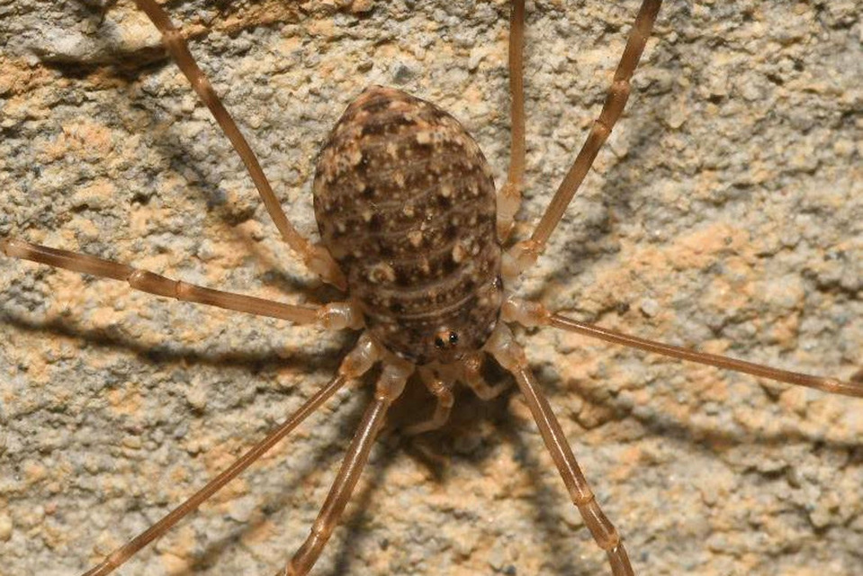 Opilio