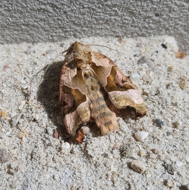 Phlogophora meticulosa - vándorló csipkésbagoly