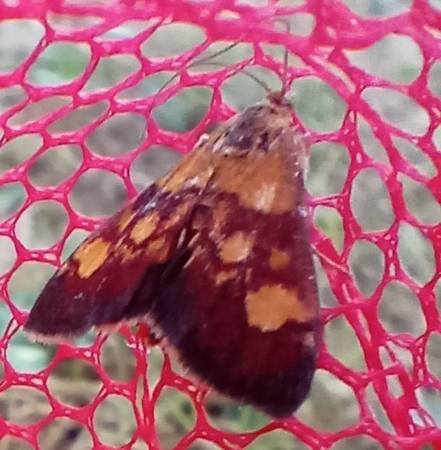 Pyrausta falcatalis - hegyi bíbormoly Pyrausta falcatalis - hegyi bíbormoly