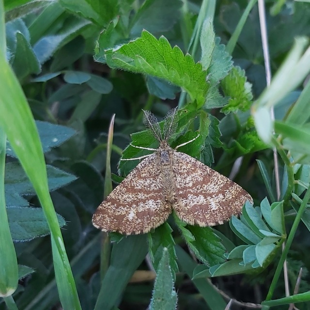 Ematurga atomaria - barna rétiaraszoló