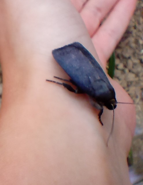 Amphipyra livida - zsírfényű bagoly