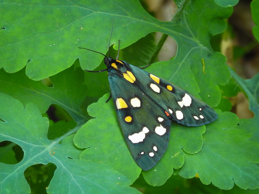 Callimorpha dominula - fémes medvelepke
