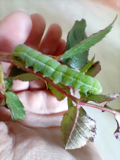 Amphipyra livida - zsírfényű bagoly
