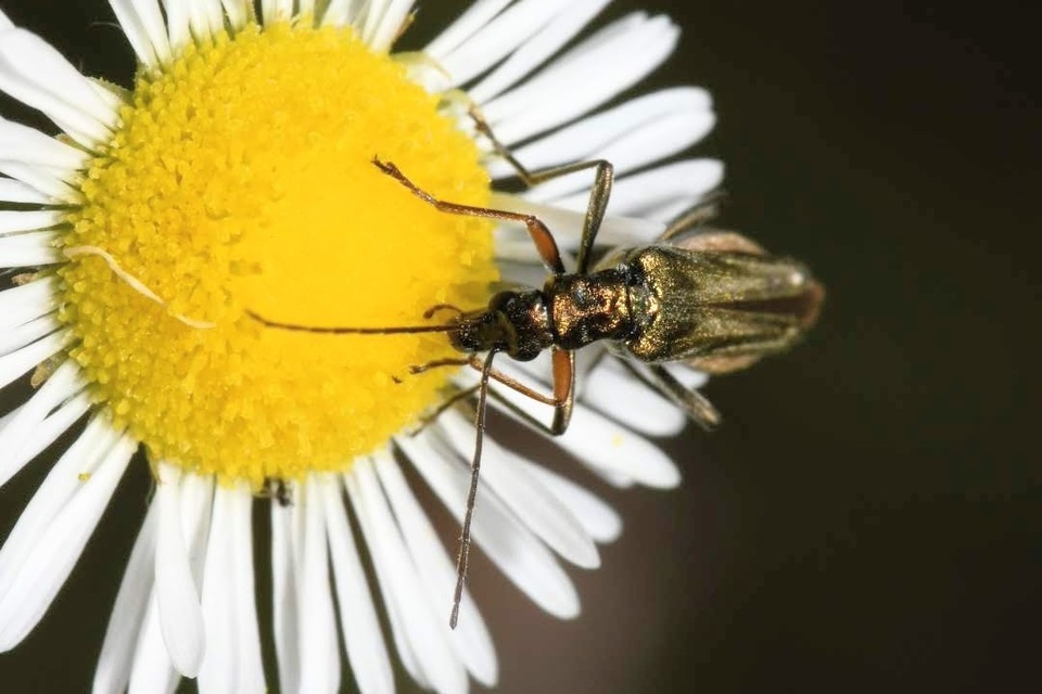 Oedemera flavipes - sárgalábú álcincér Oedemera flavipes - sárgalábú álcincér