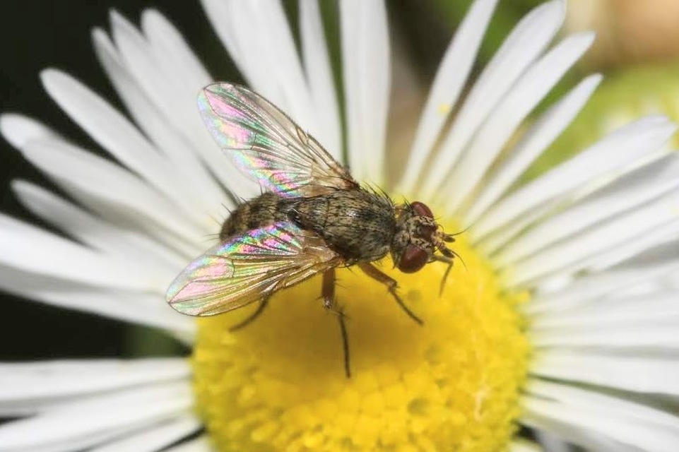 Siphona