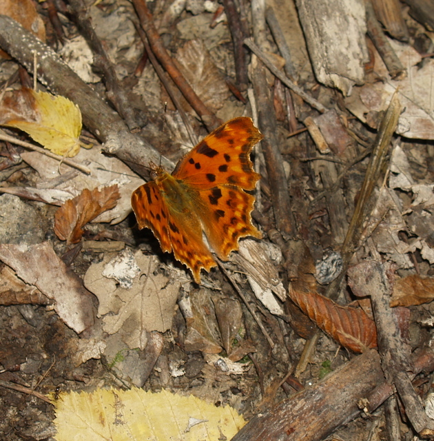 Nymphalis c-album - C-betűs lepke