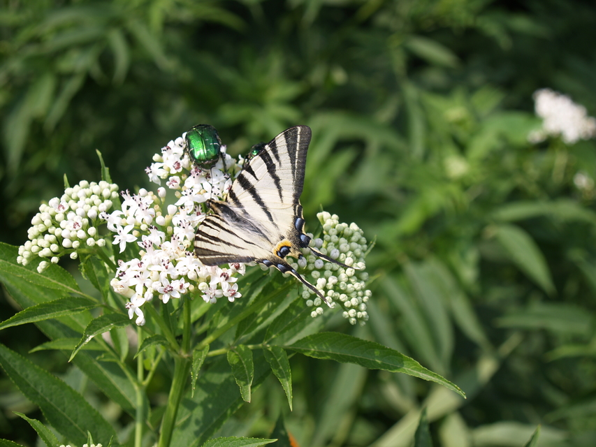 Iphiclides podalirius - kardoslepke