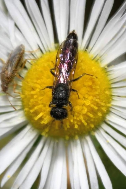 Sapygina decemguttata
