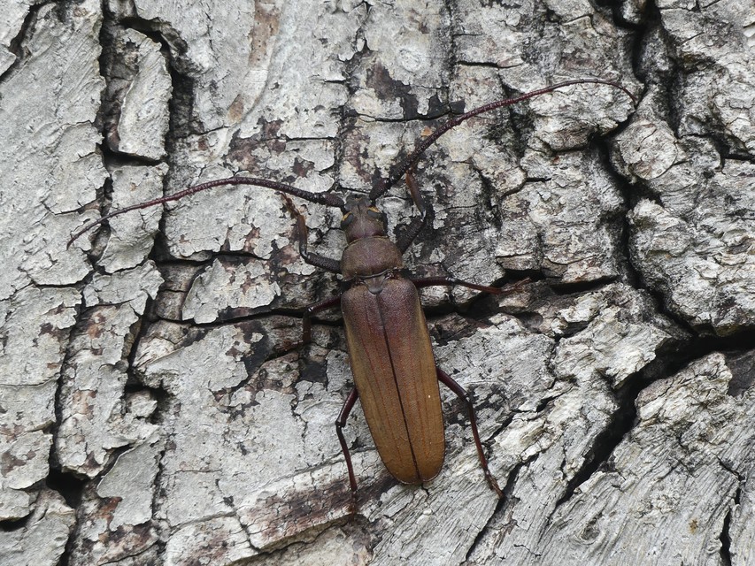 Aegosoma scabricorne - diófacincér