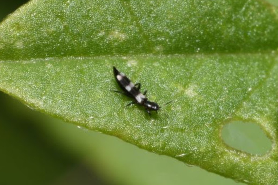 Aeolothrips