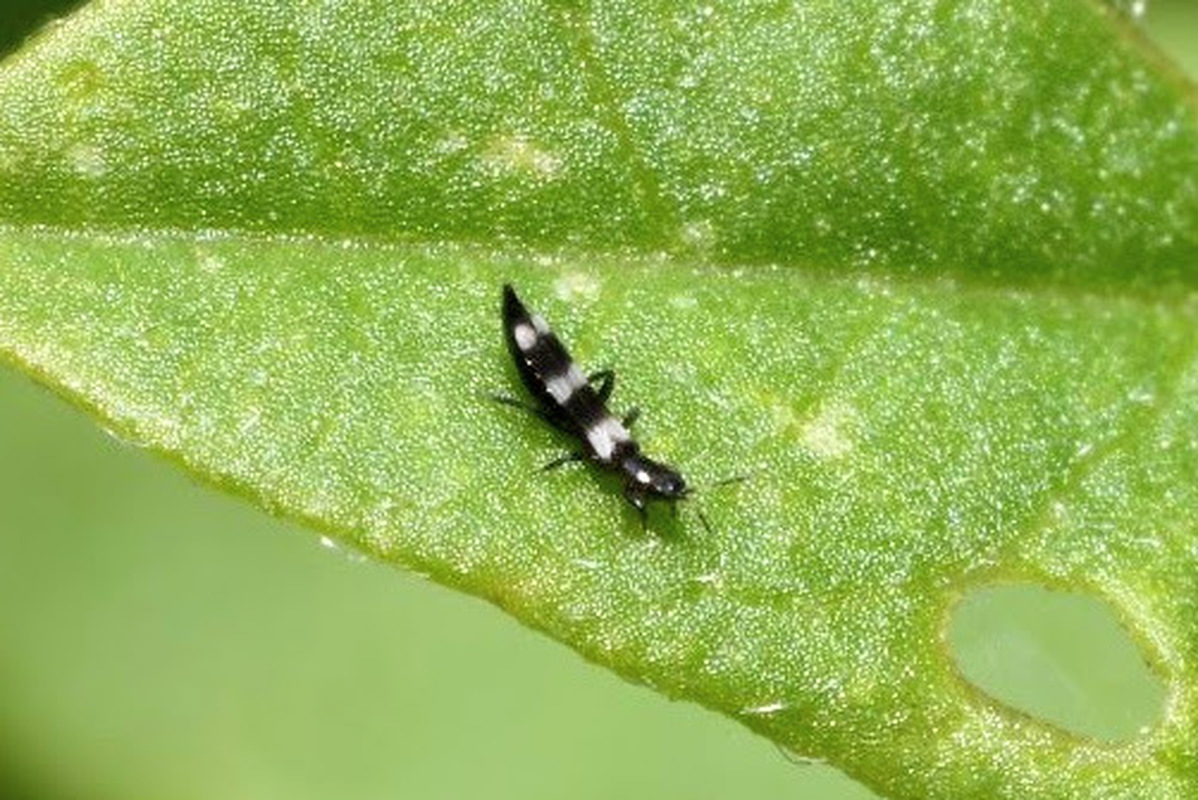 Aeolothrips