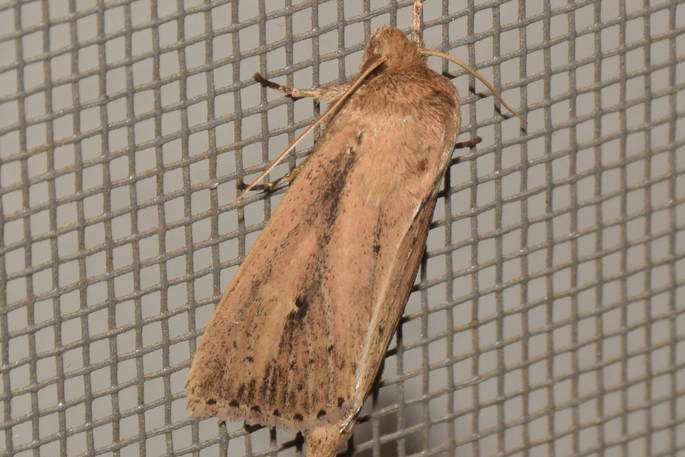 Globia sparganii - nagy nádibagoly