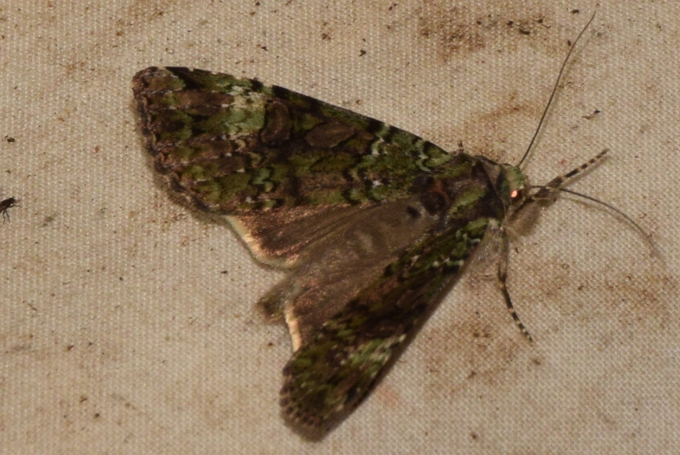 Anaplectoides prasina - zöld hegyibagoly
