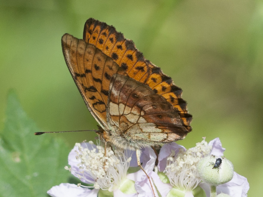 Brenthis daphne - málna-gyöngyházlepke