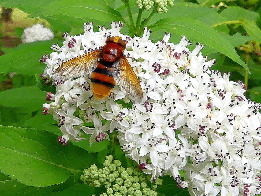 Volucella zonaria - kétöves pihelégy