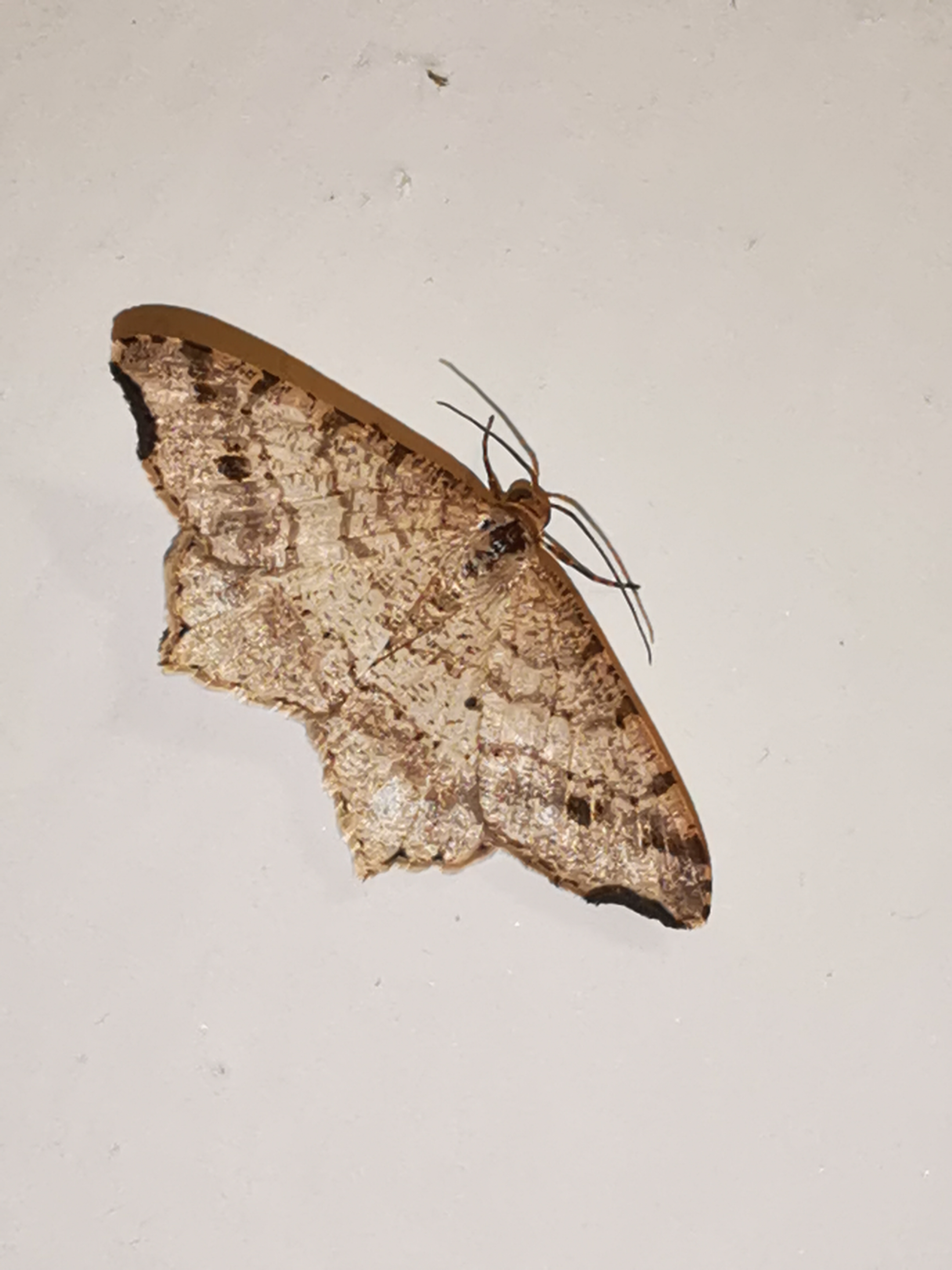 Macaria signaria - fenyves-szürkearaszoló