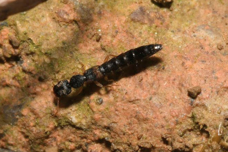 Astenus procerus - karcsú köviholyva