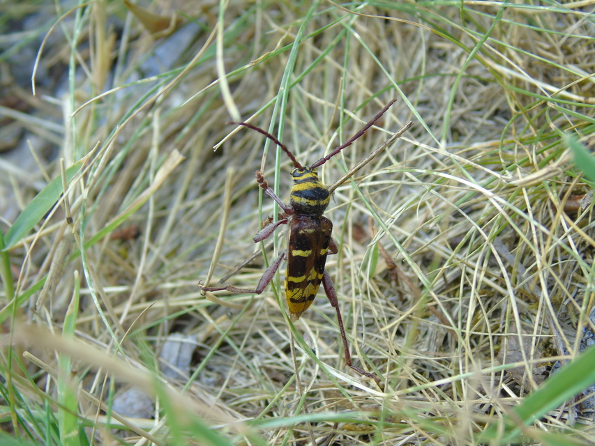 Plagionotus detritus - sárgafarú darázscincér