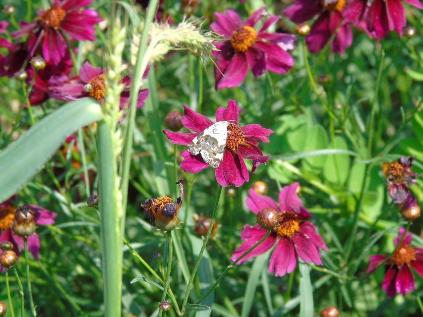 Acontia lucida - fehér nappalibagoly