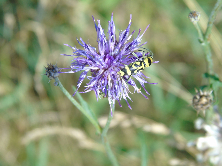 Chlorophorus varius - díszes darázscincér