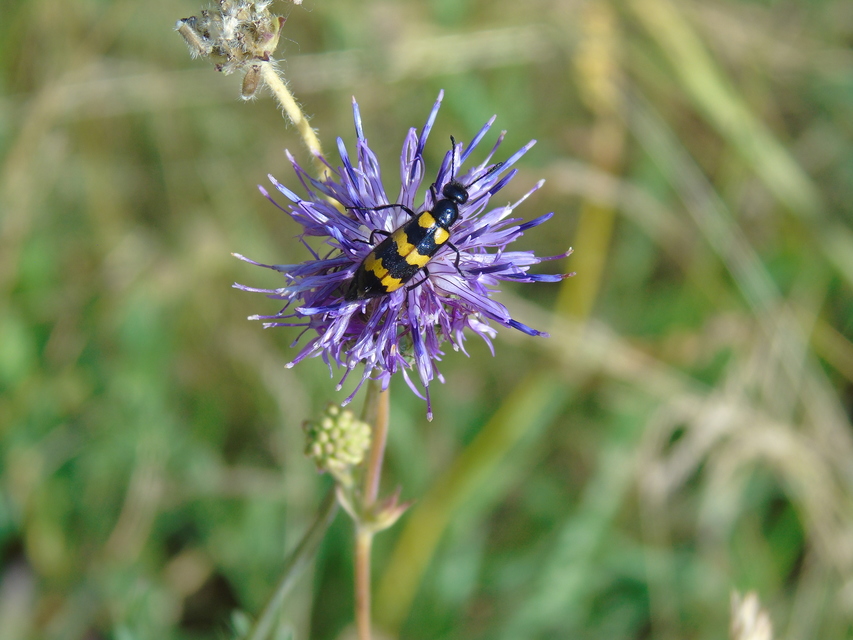 Mylabris variabilis - szalagos hólyaghúzó Mylabris variabilis - szalagos hólyaghúzó