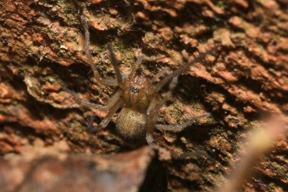 Eratigena