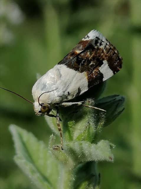 Acontia lucida - fehér nappalibagoly