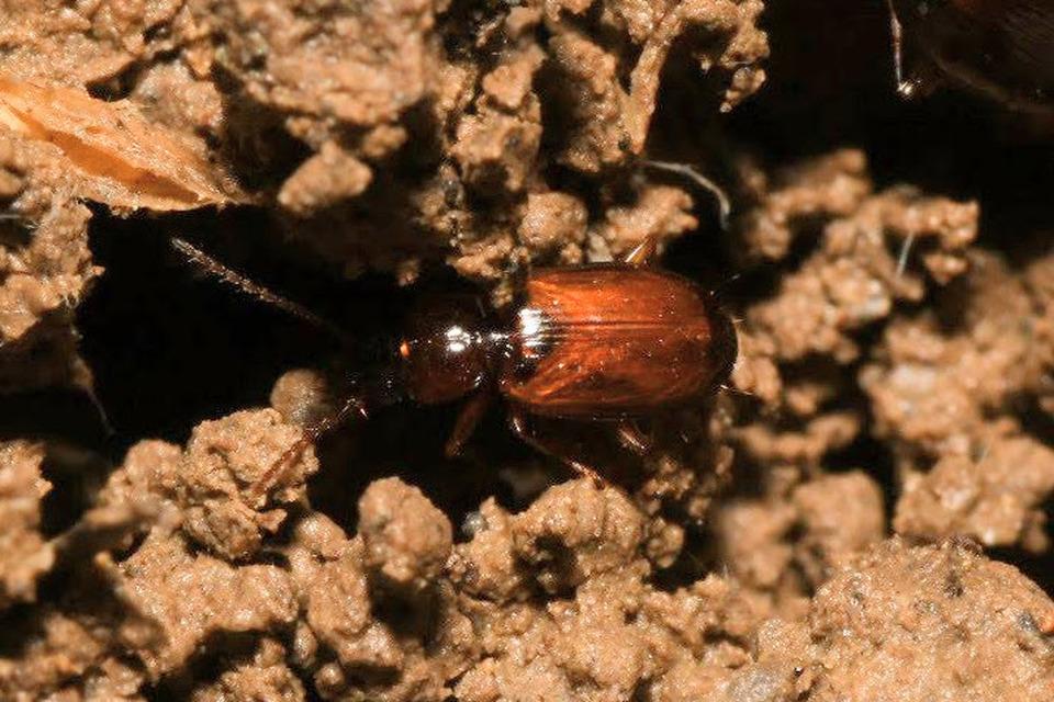 Trechus quadristriatus - közönséges fürgefutonc