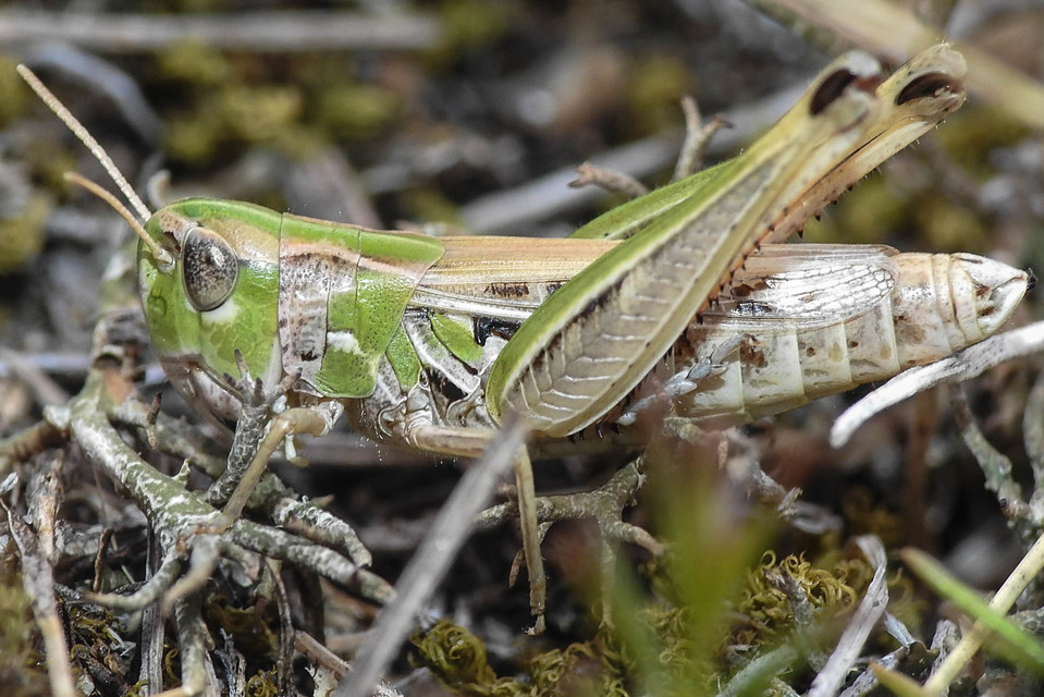 Stenobothrus nigromaculatus - sztyeppréti sáska