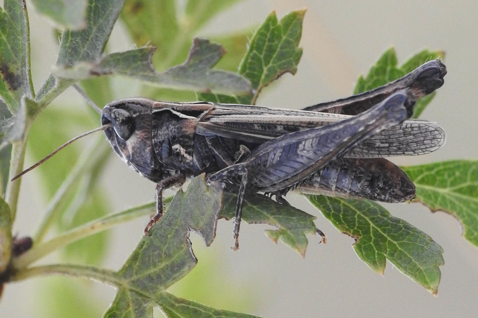 Omocestus haemorrhoidalis - barna tarlósáska